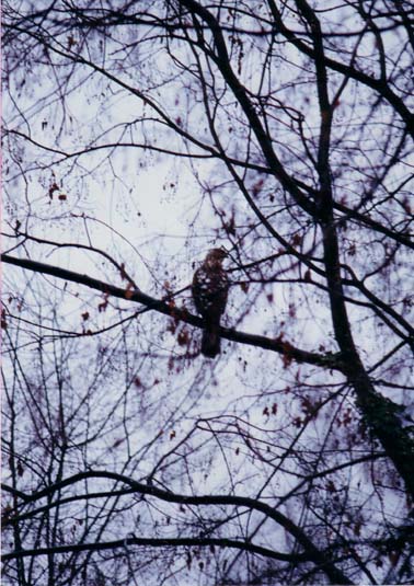 Maplehurst Visitor by artist Cynthia Markert